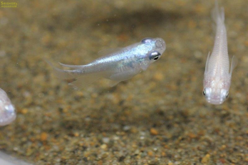 ショートボディメダカ