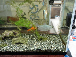 シルバーグラミー