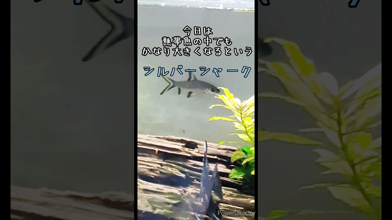 シルバーシャーク