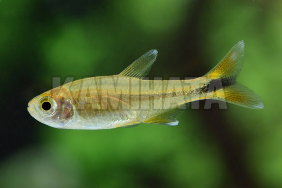 シルバーチップテトラ