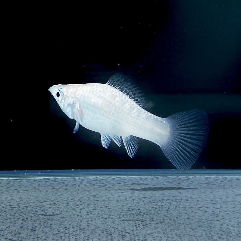 シルバーモーリー