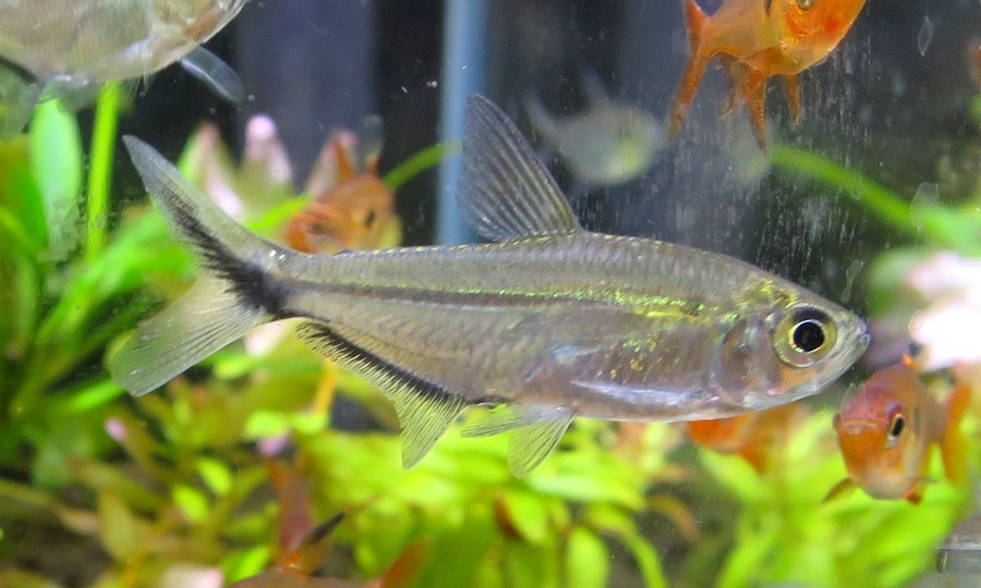 ジャックナイフテトラ