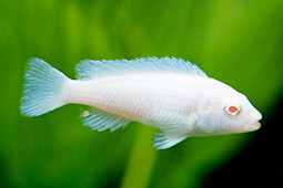 スノーホワイトメダカ