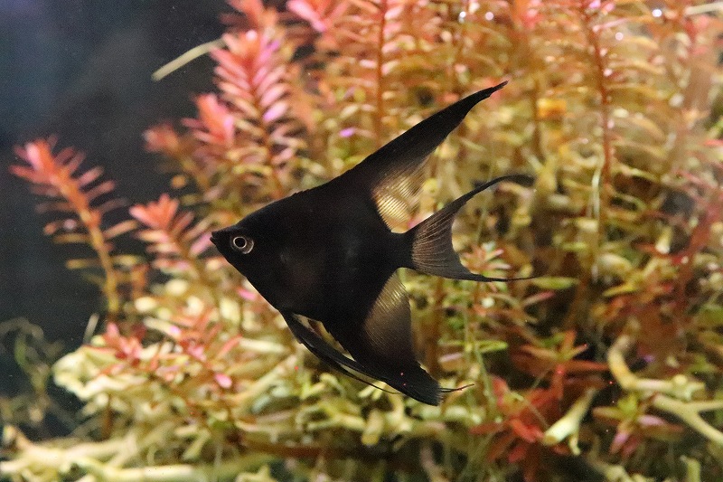 スーパーブラックエンゼル