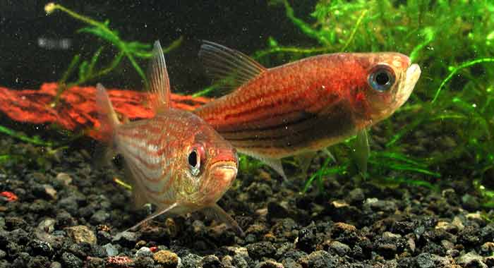 タイガーアグネステトラ