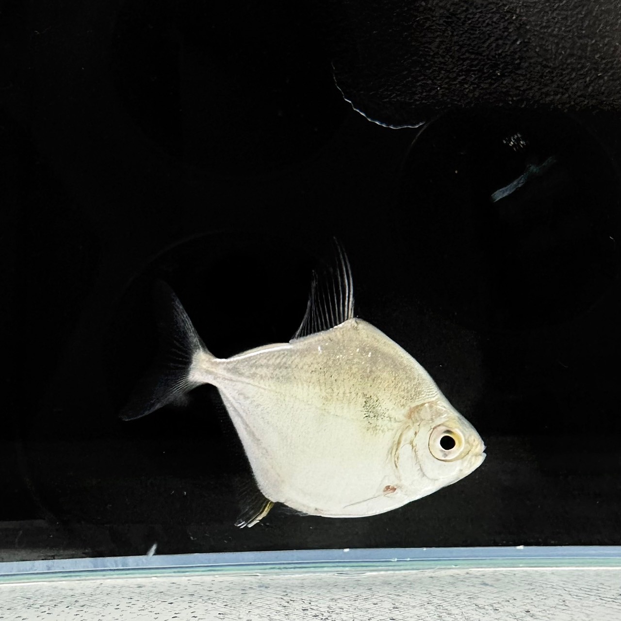 タイガーメチニス