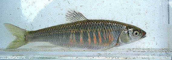 タイワンオイカワ