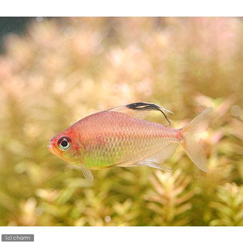 ダイヤモンドペレズテトラ