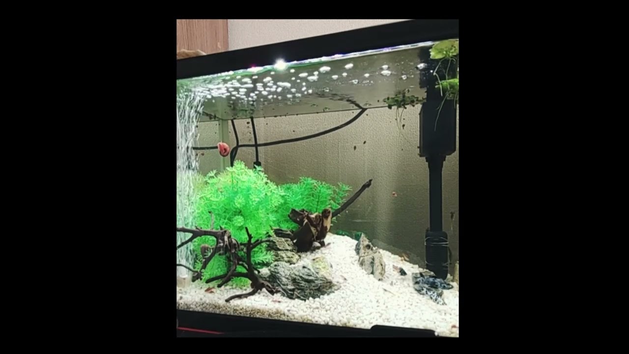 ダルメシアンモーリー