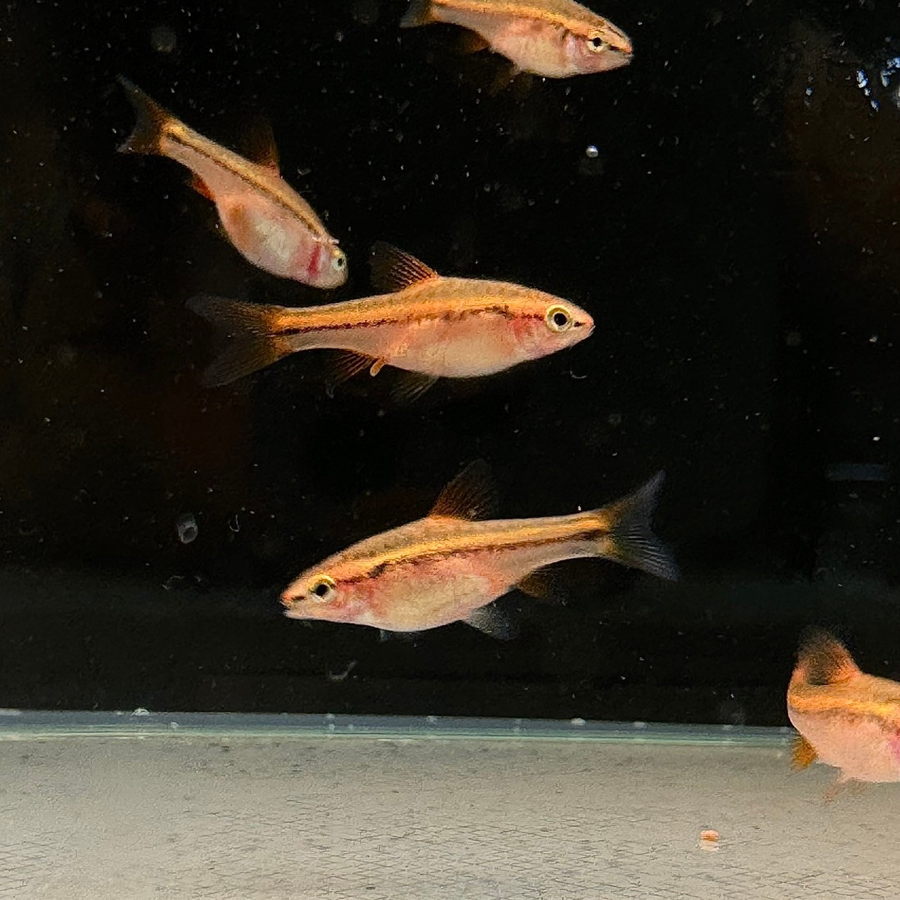 チェリーバルブ