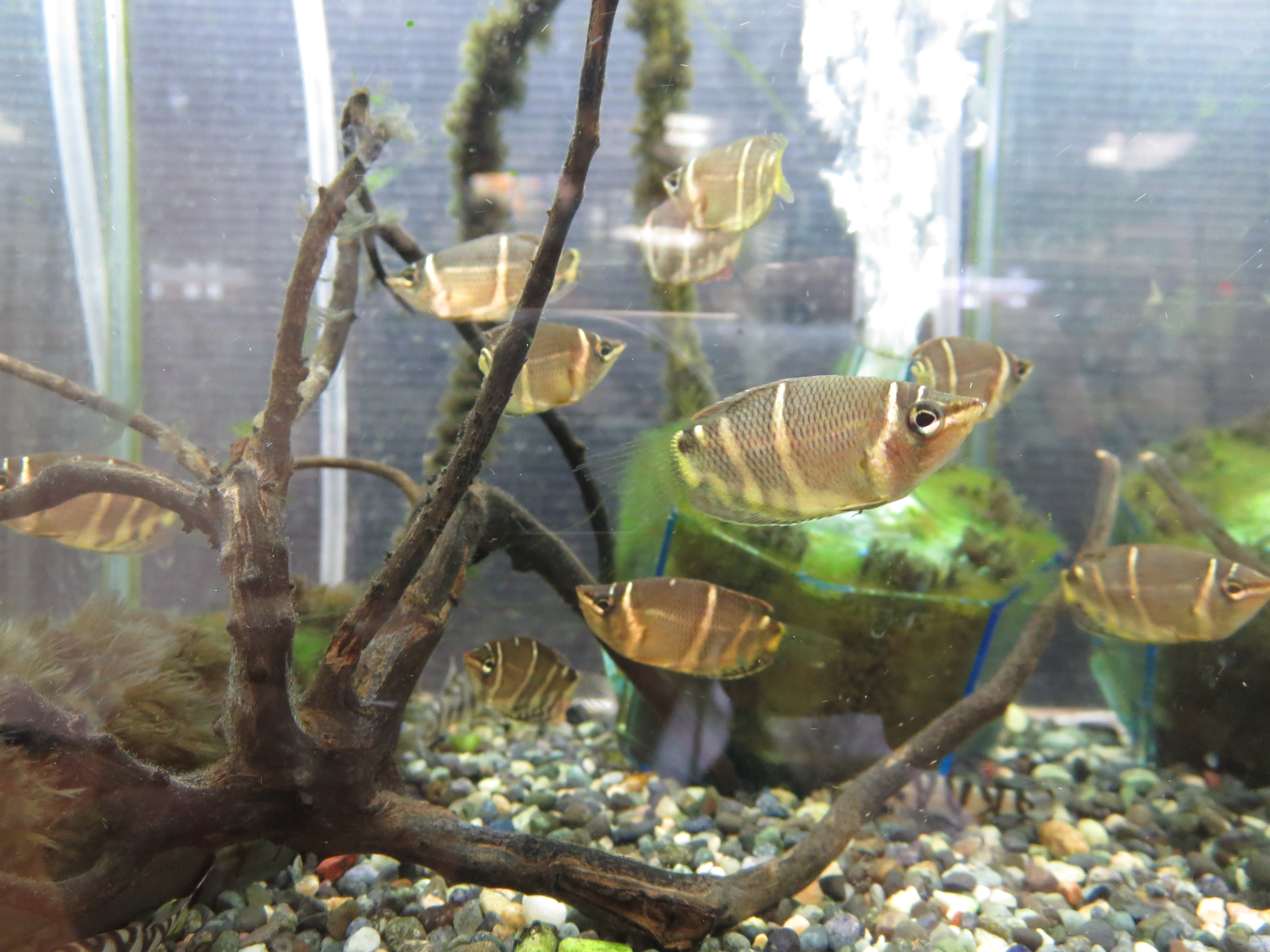 チョコレートグラミー