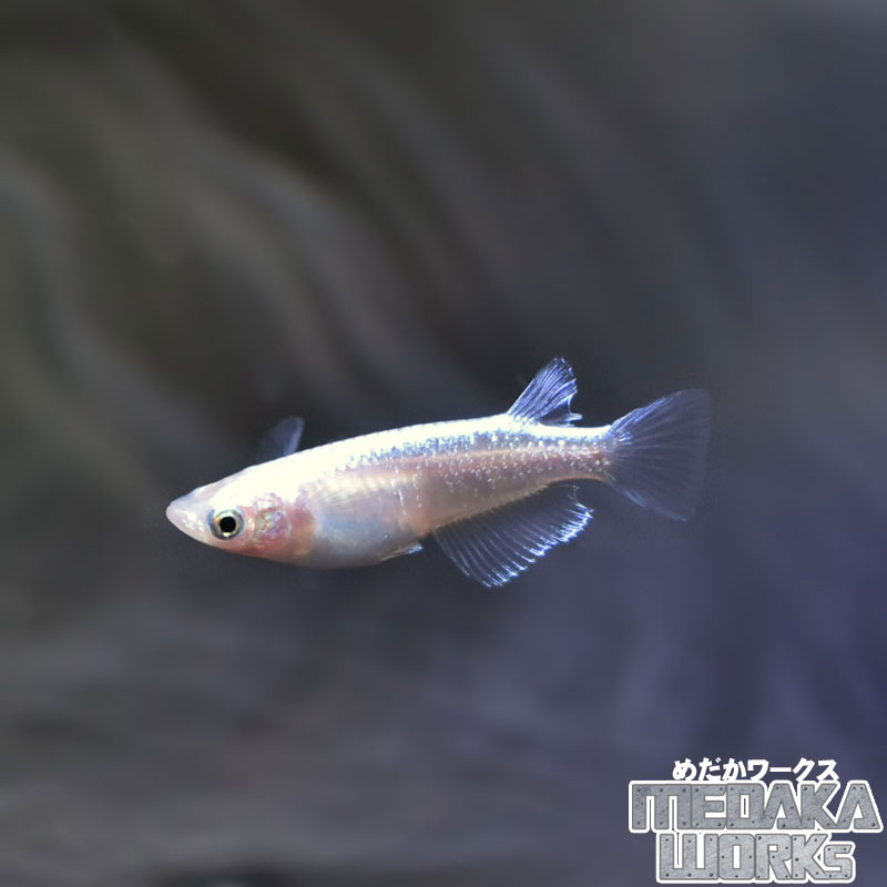 ディープホワイトメダカ