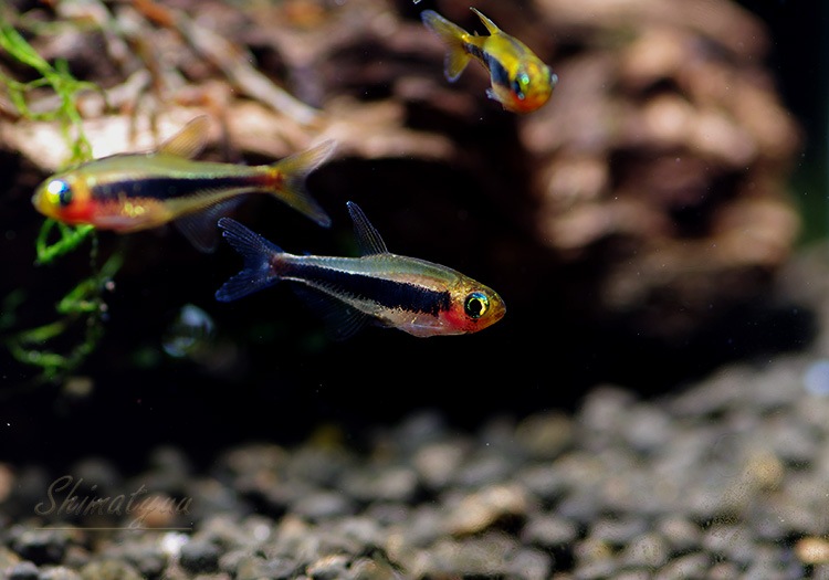 トゥッカーノテトラ