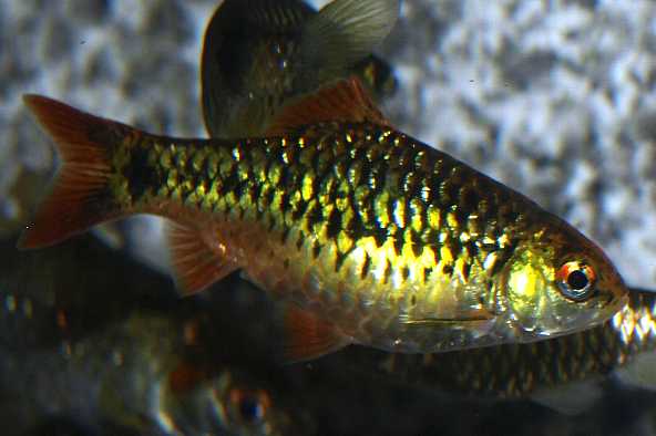 トリカラーゴールデンバルブ