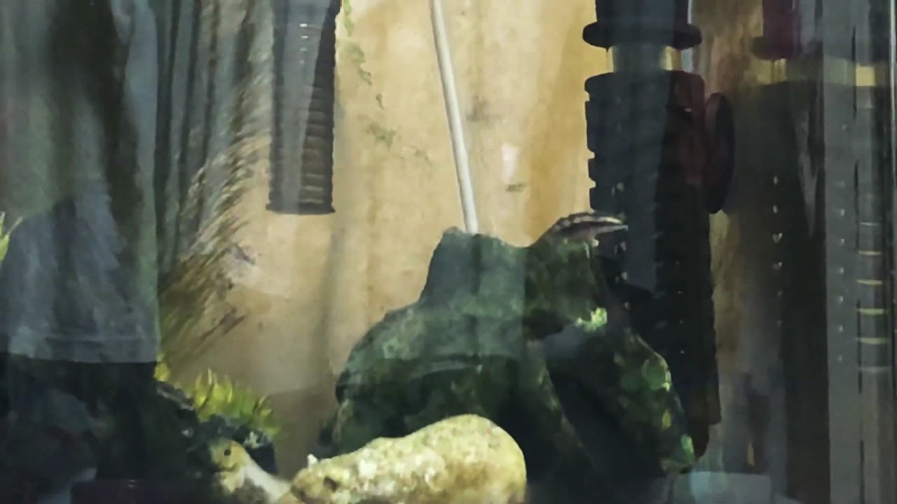 ドワーフボーシャ