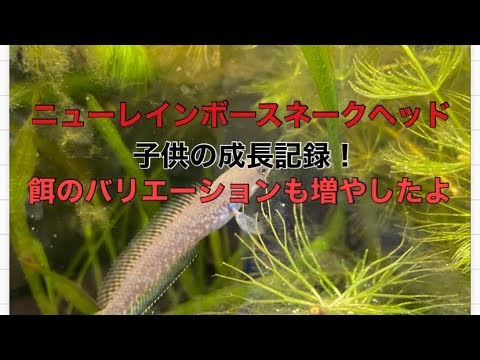 ニューレインボースネークヘッド