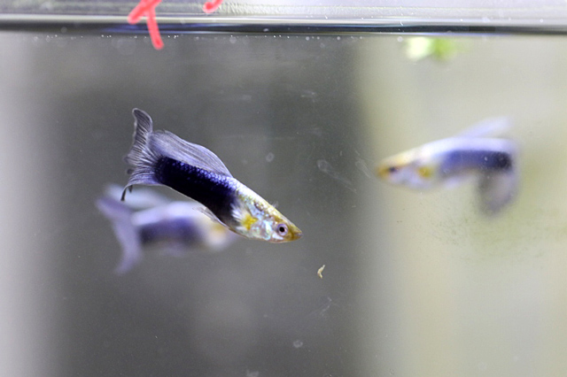 ネオンタキシードグッピー