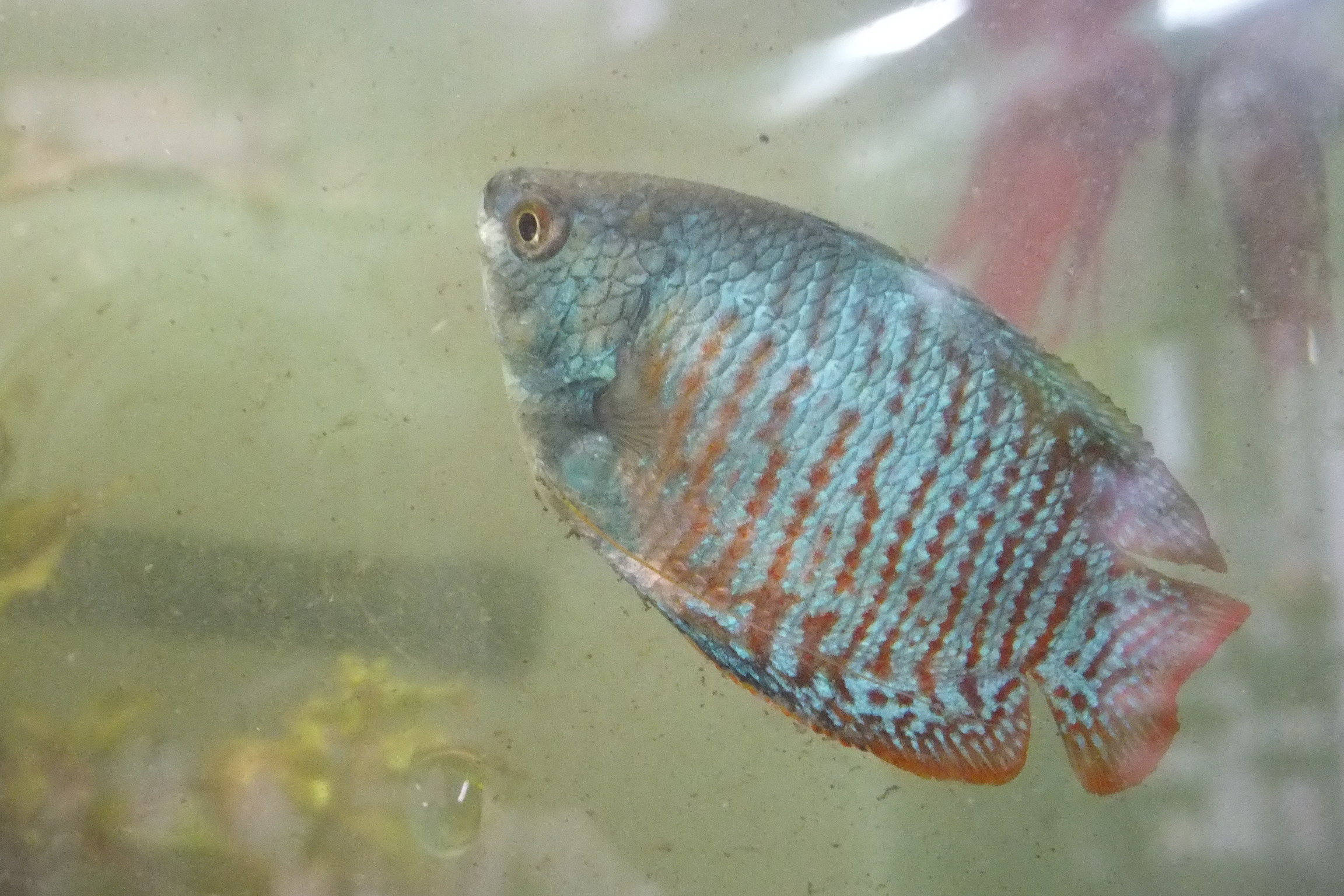 ネオンドワーフグラミー