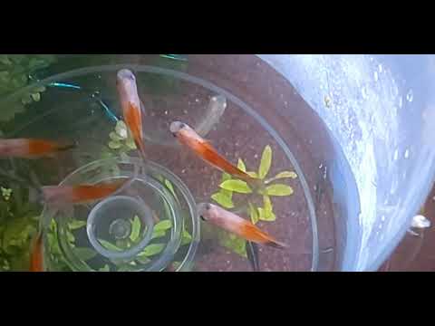 ハイフィンレッドバックミッキー