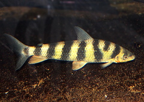 バンデットレポリヌス