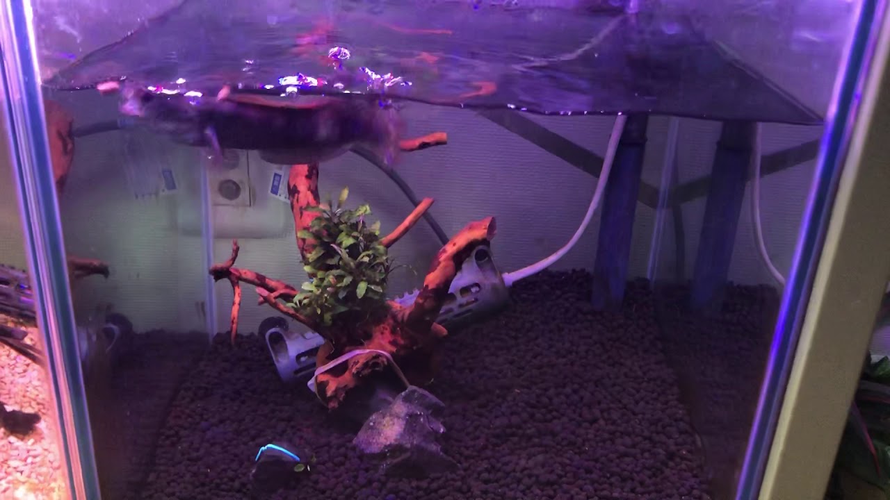 バーミーズレッドフィンスネークヘッド