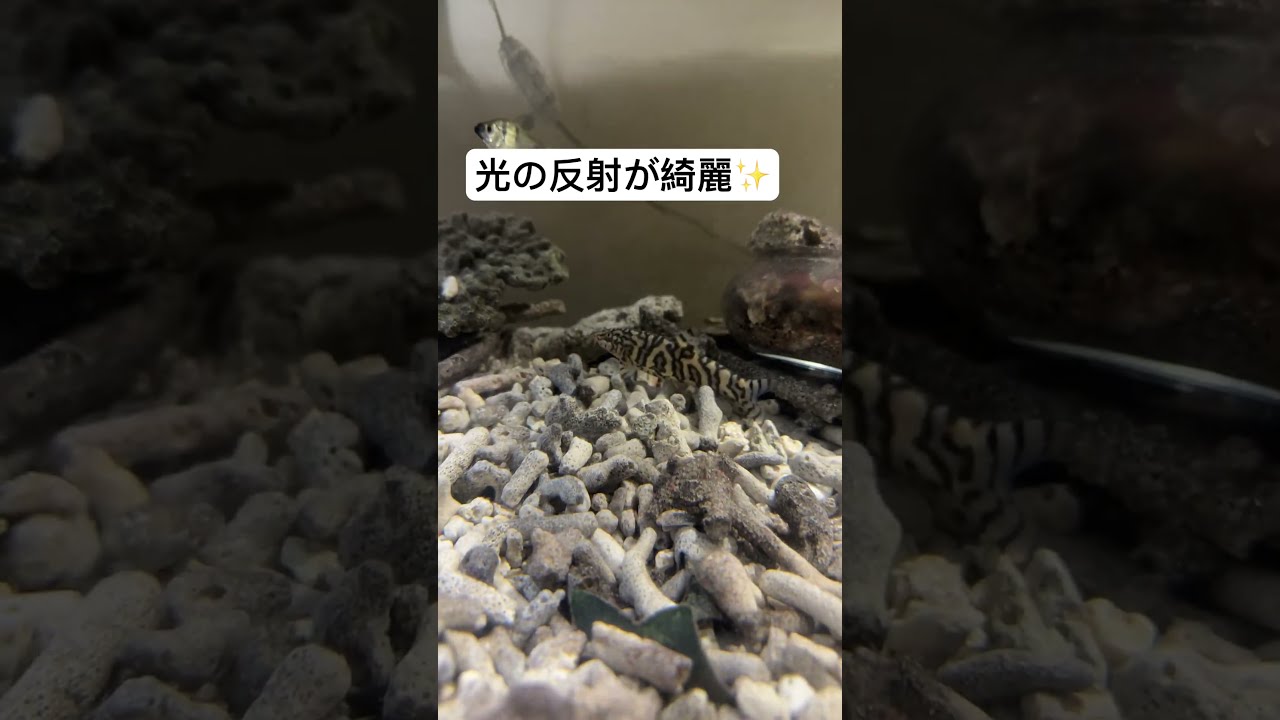 パキスタンローチ