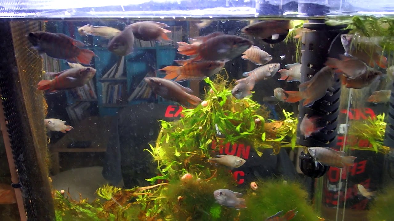 パラダイスフィッシュ