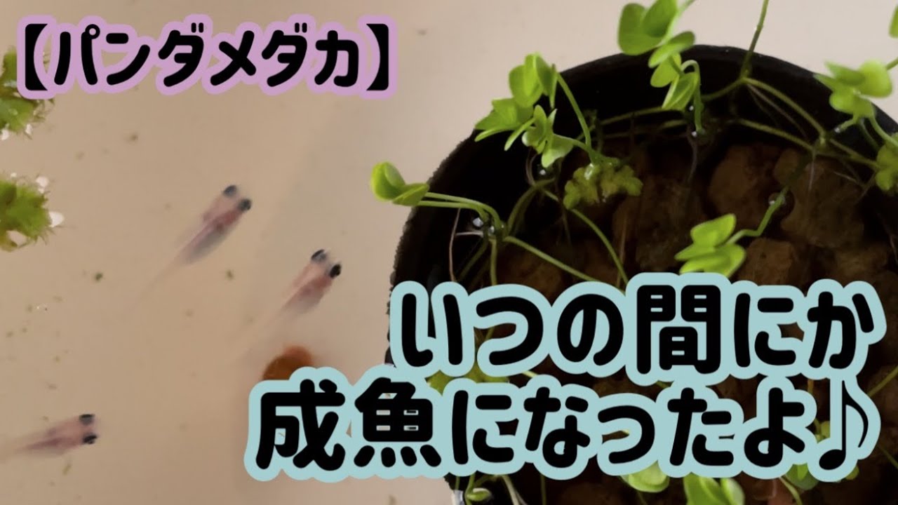 パンダメダカ