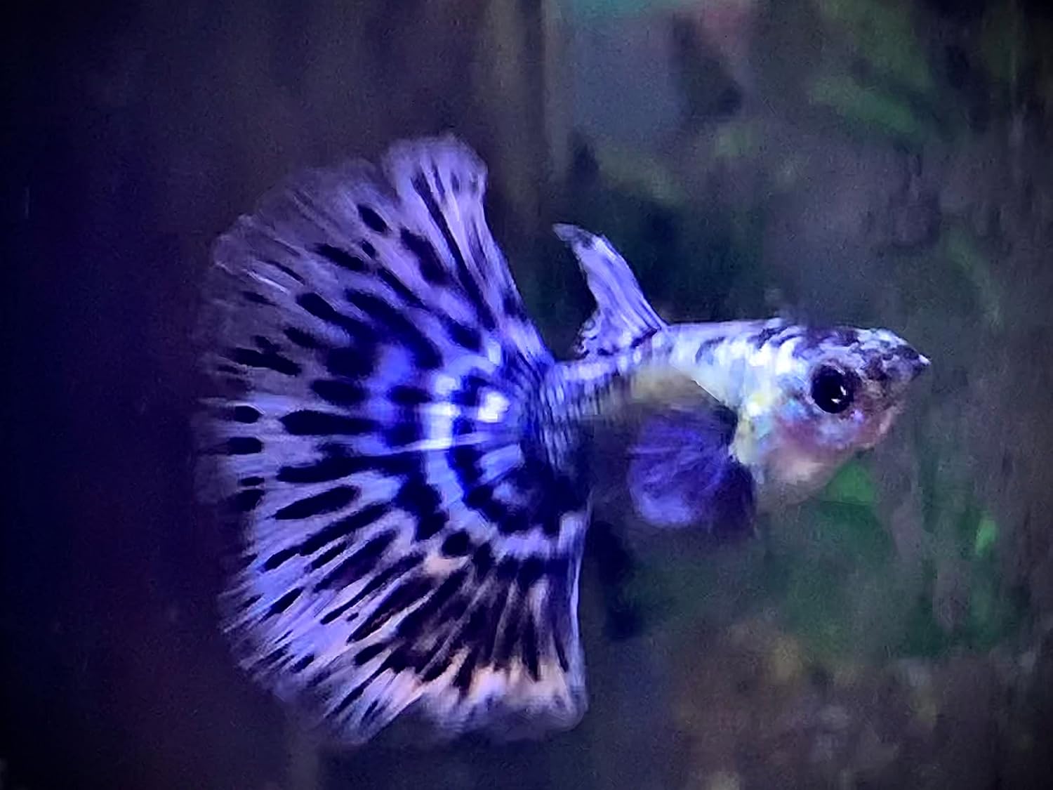 パープルドラゴングッピー