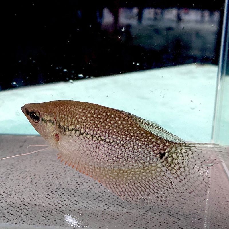 パールグラミー