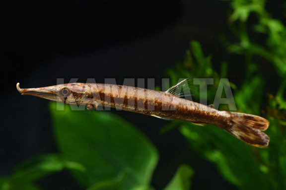 ビクーダパイクカラシン