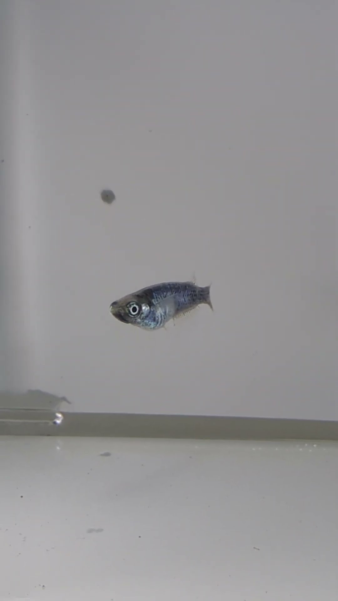 ビロードメダカ