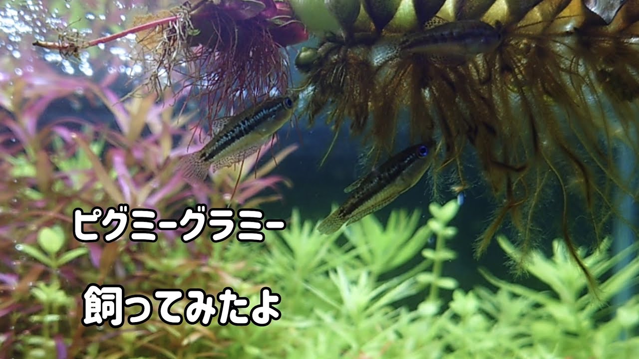 ピグミーグラミー