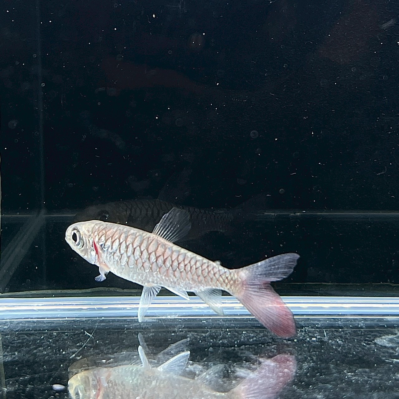 ピンクテールカラシン