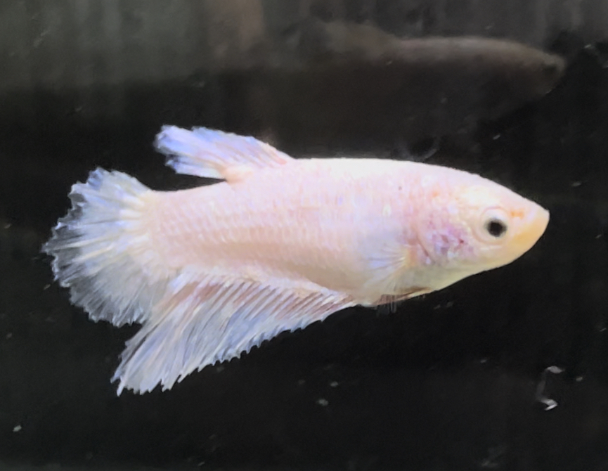 ピンクローズジュエルKWFメダカ