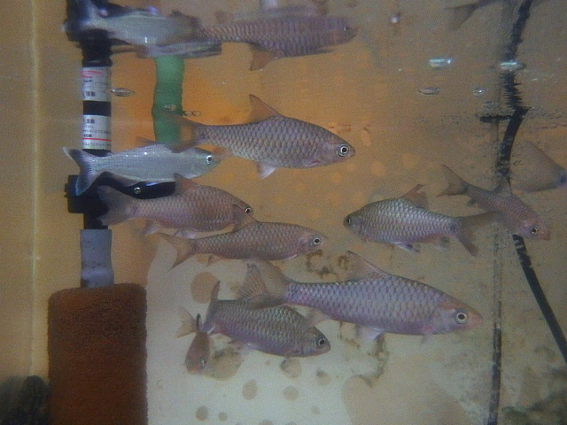 フェニックスバルブ