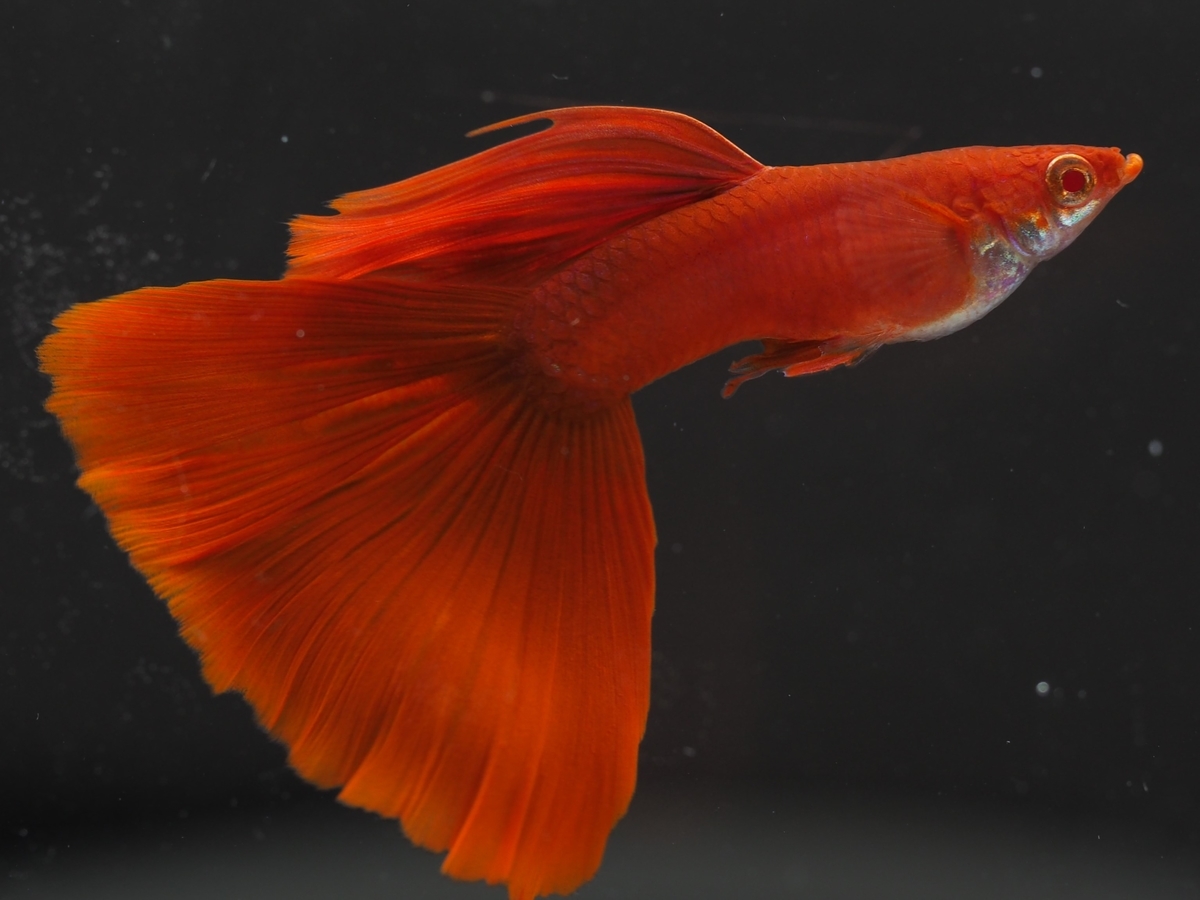 フルレッドグッピー