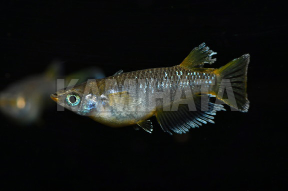 フロマージュメダカ（エメキン×ブラックダイヤ）