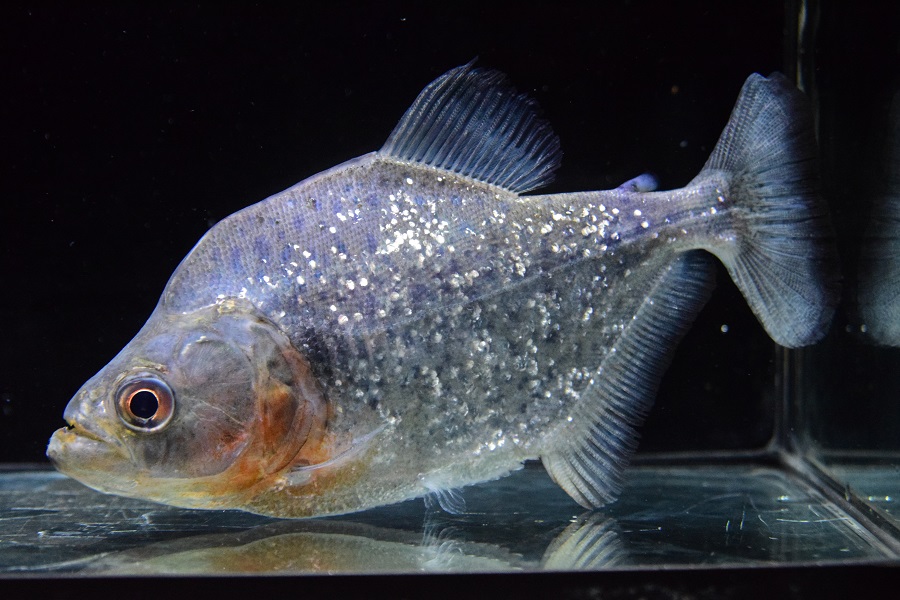 ブラックダイヤ