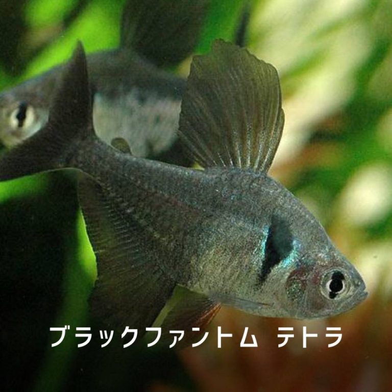 ブラックテトラ