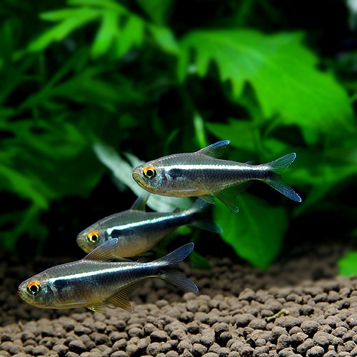 ブラックネオンテトラ