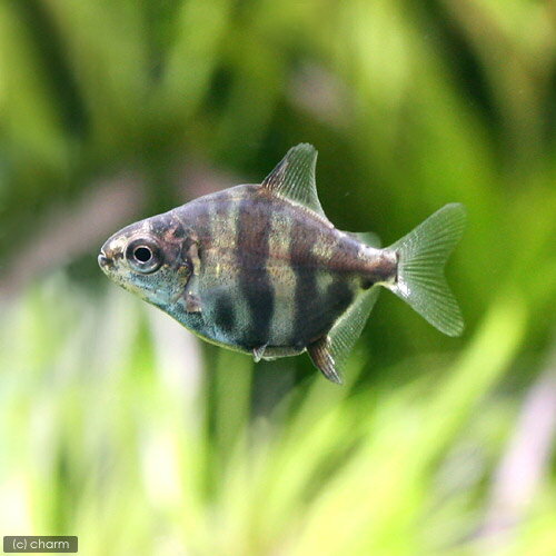 ブラックバンデッドメチニス