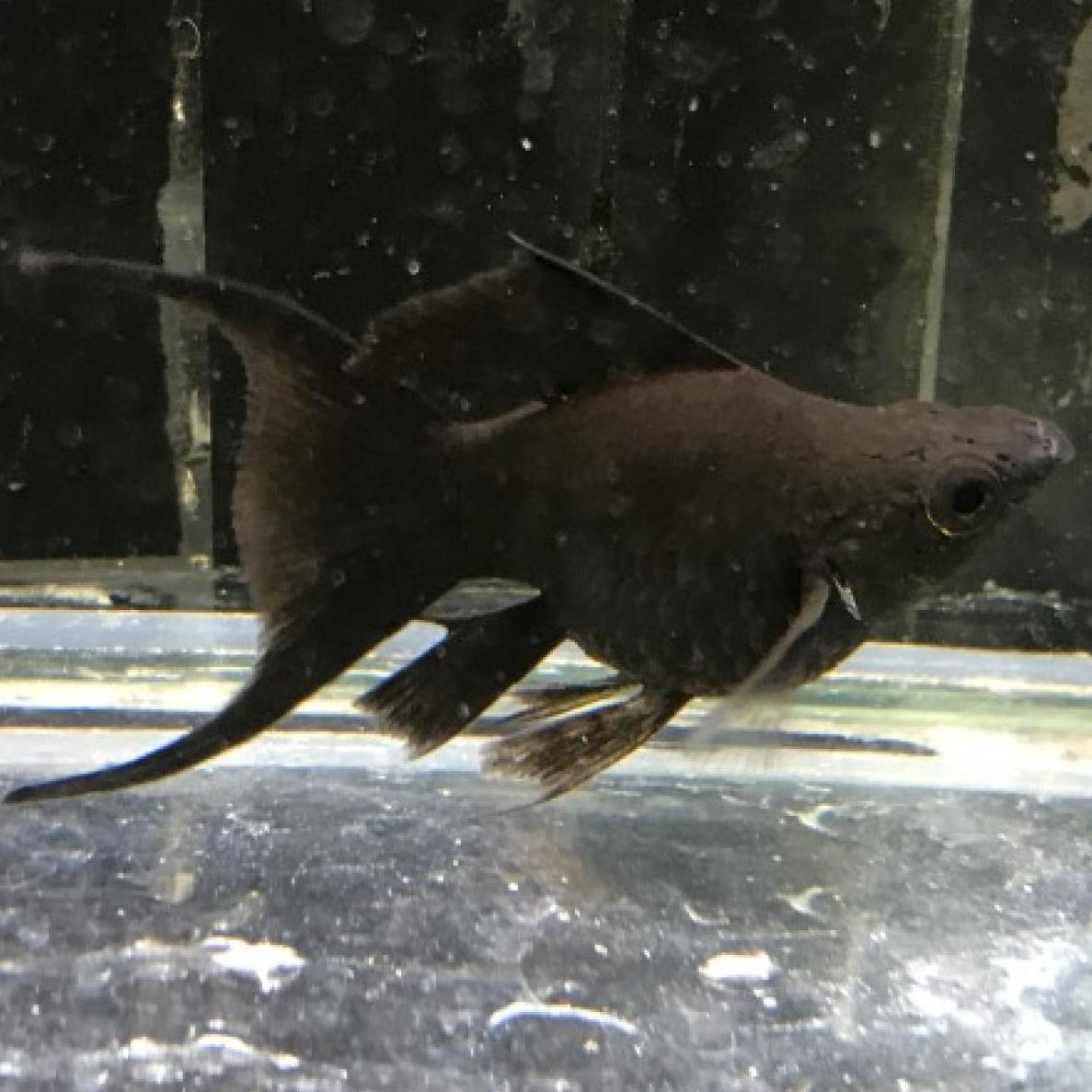 ブラックライヤーモーリー