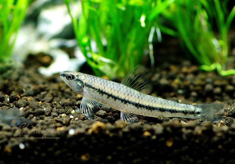 ブラックラインドワーフダータテトラ