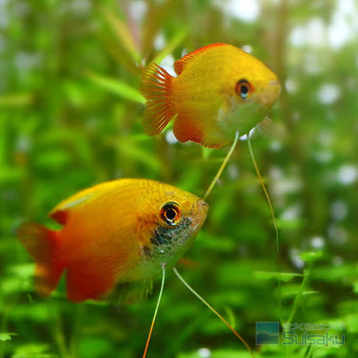 ブルーグラミー