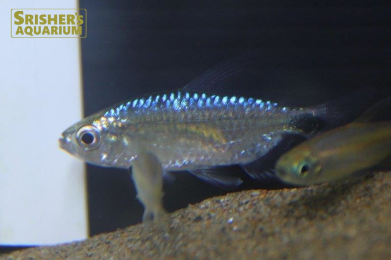 ブルーダイヤモンドコンゴテトラ