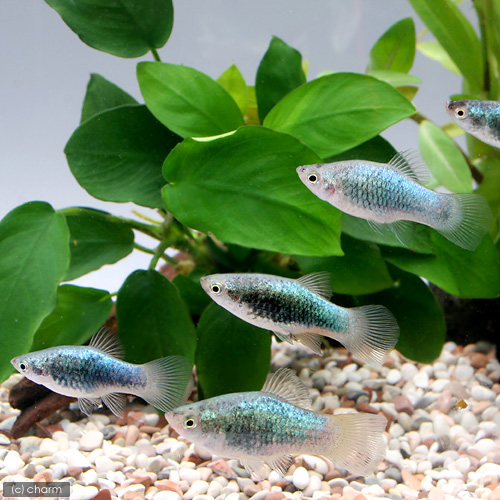 ブルーネオンタキシードプラティ