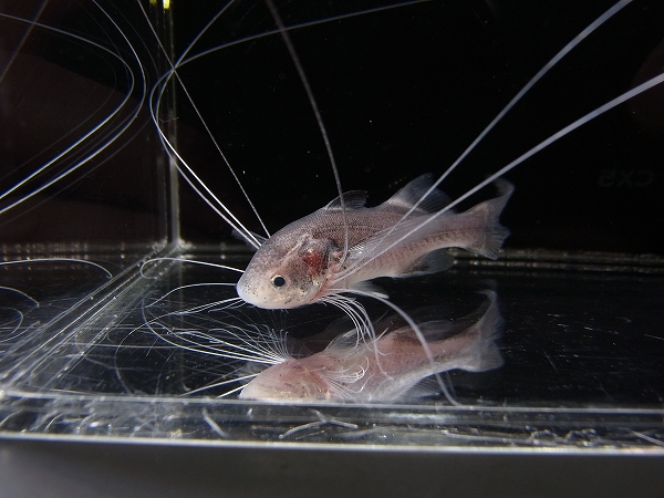 ブルーフィンレッドフレームパラダイスフィッシュ