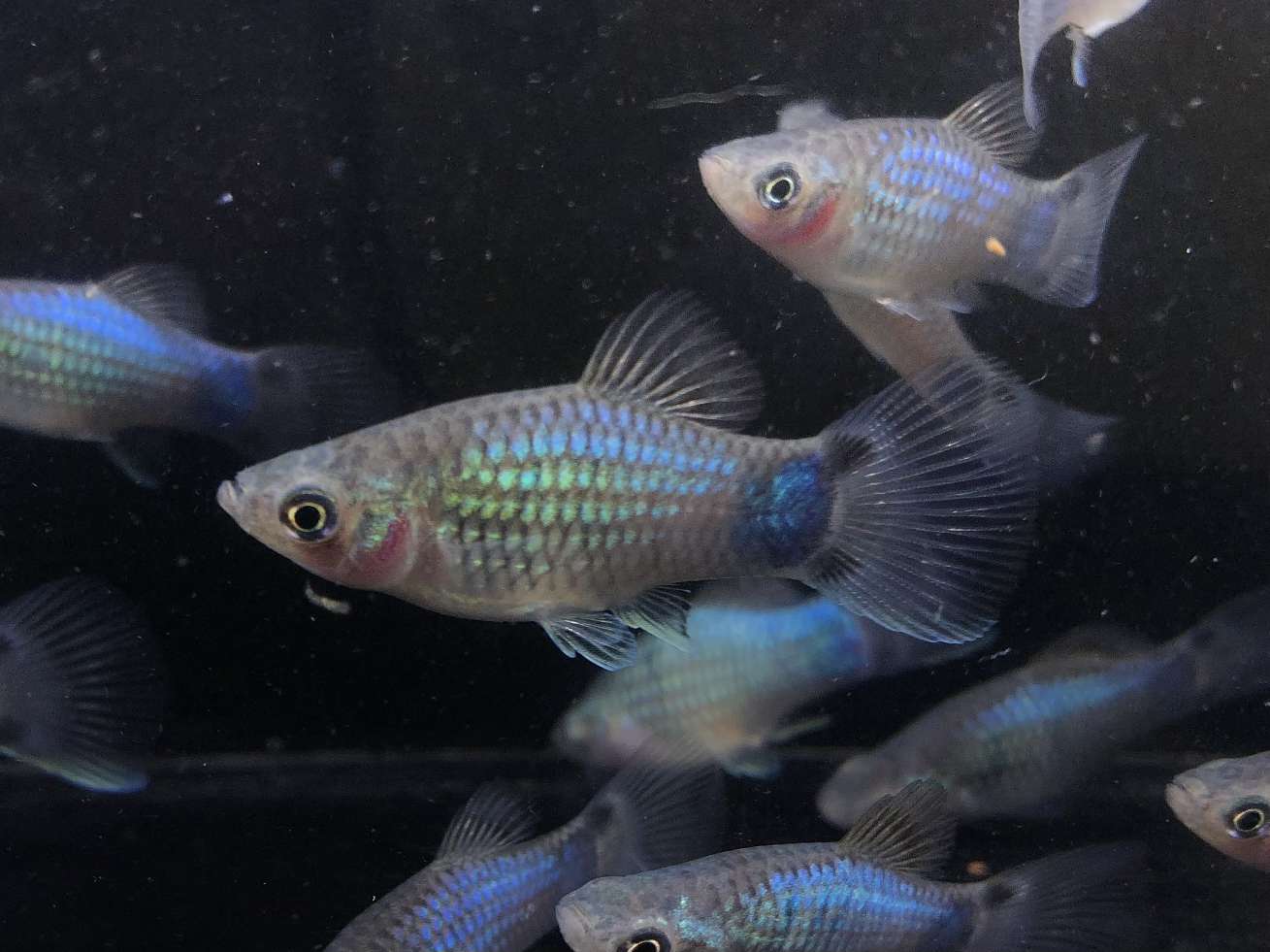 ブルーミッキーマウスプラティ