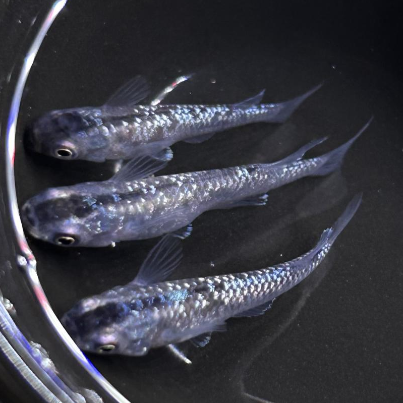 ブロンズメダカ